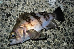 メバルをプラグで釣ってみよう