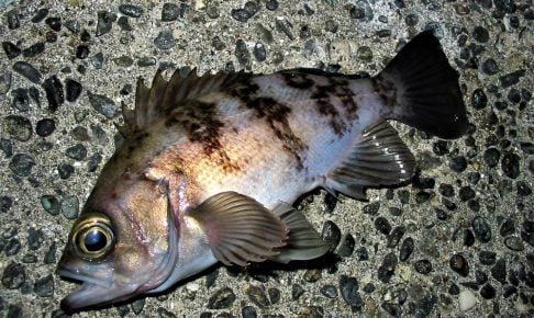 メバルをプラグで釣ってみよう