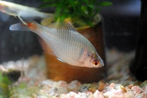 タイリクバラタナゴの特徴や生態とは