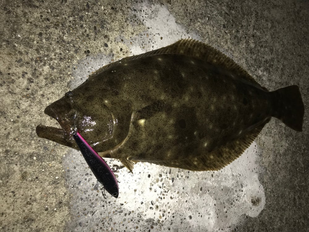 ヒラメのルアー釣り