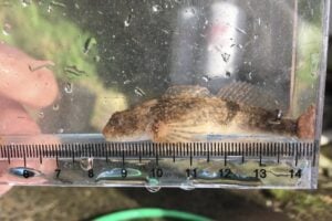 カジカは身近な淡水魚！