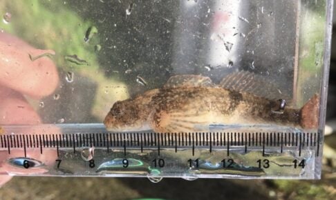 カジカは身近な淡水魚!