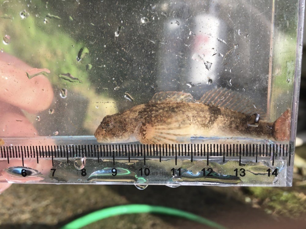 カジカは身近な淡水魚！
