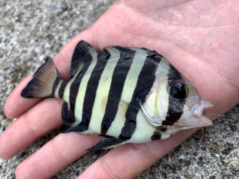 サンバソウは石鯛の子供