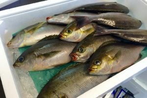 イサキ釣りの仕掛けや釣り方