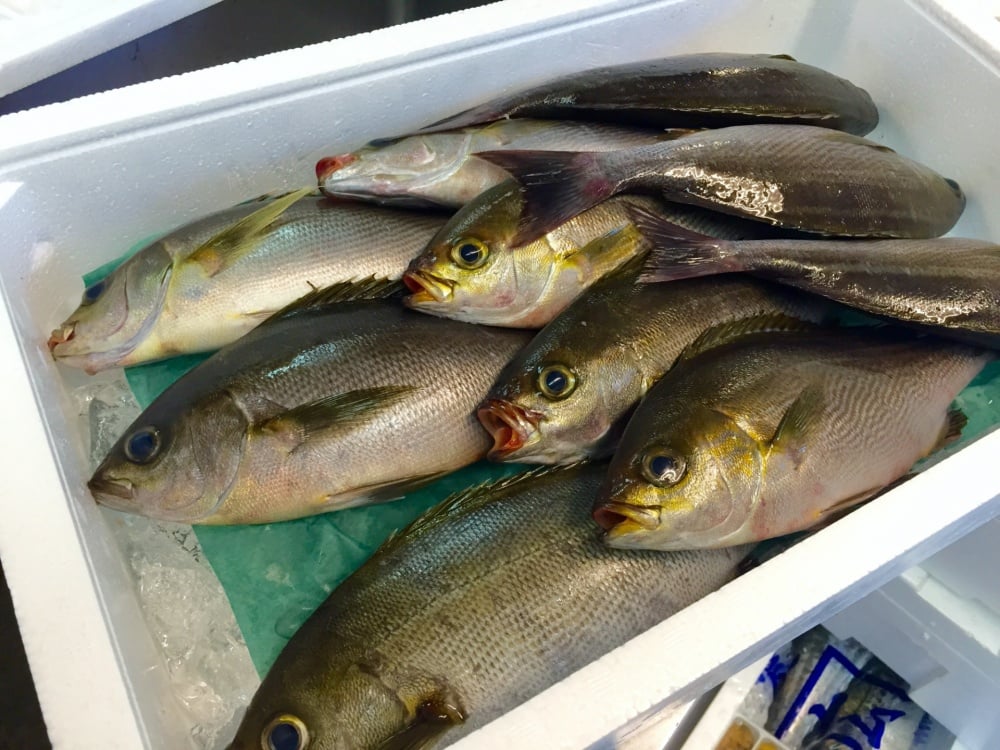 イサキ釣りの仕掛けや釣り方
