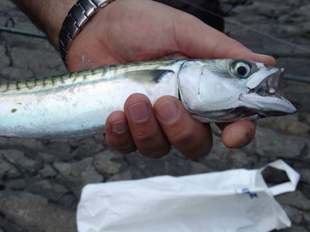 スーパーライトショアジギングで狙える魚種とは？