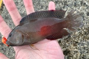 メギスってどんな魚？