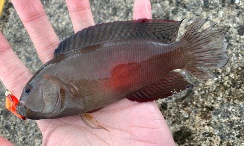 メギスってどんな魚?