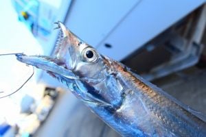 タチウオジギングに適したタックルやルアーとは