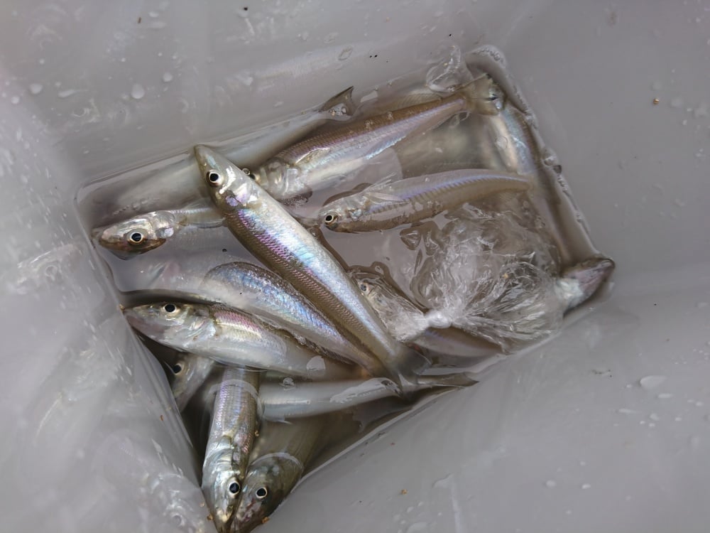 ちょい投げ釣りで釣果を伸ばすコツとは？