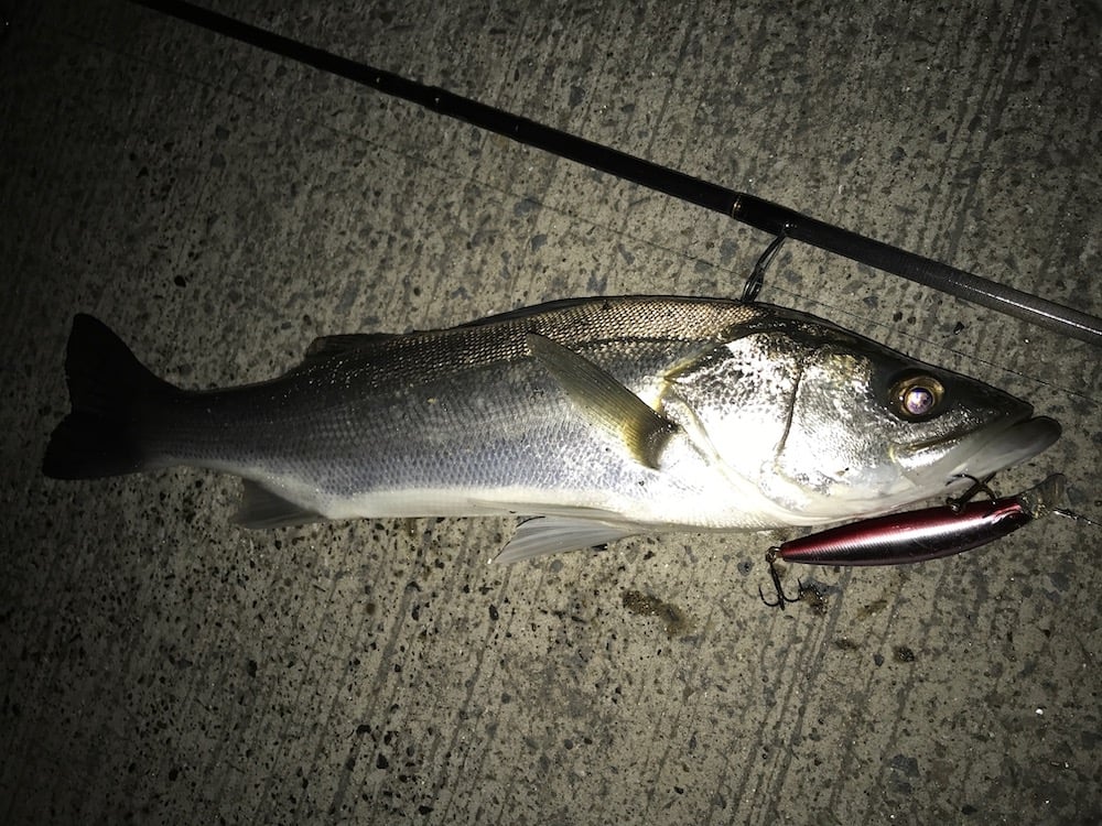 夜釣りの王様、シーバス 