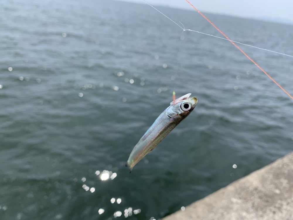 ちょい投げタックルでサビキ釣り！