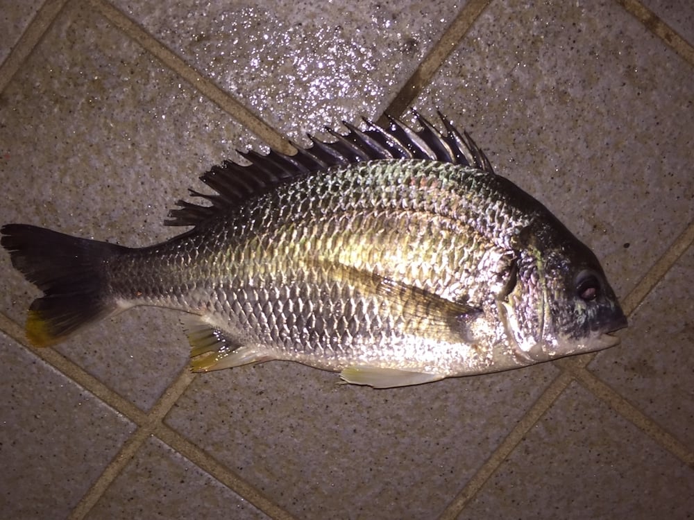 チヌは夜釣りでも釣れる