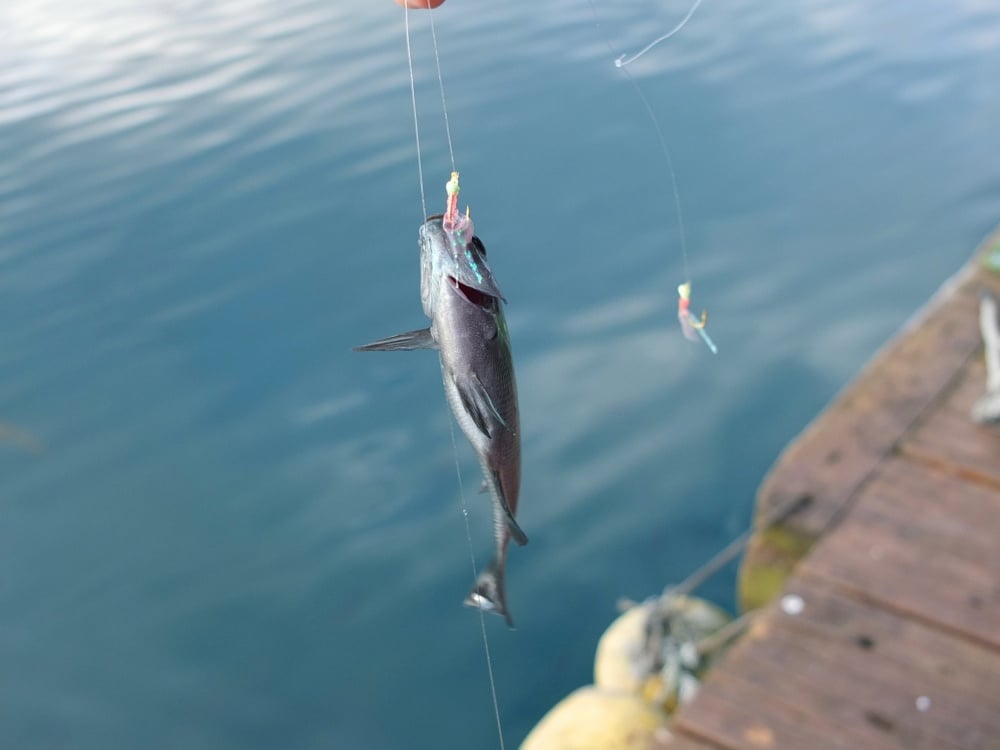 防波堤釣り入門にはサビキ釣りがベスト！