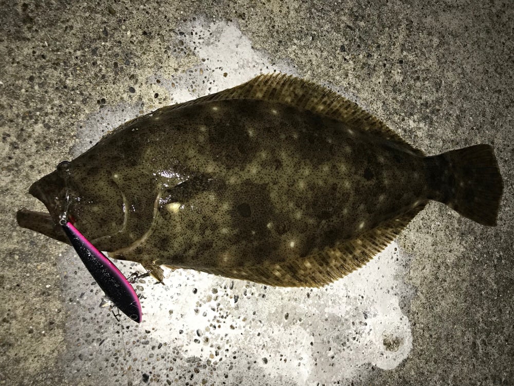 防波堤釣りではヒラメも狙えるかも！？