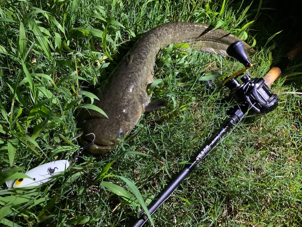 ナマズも夜釣りの定番