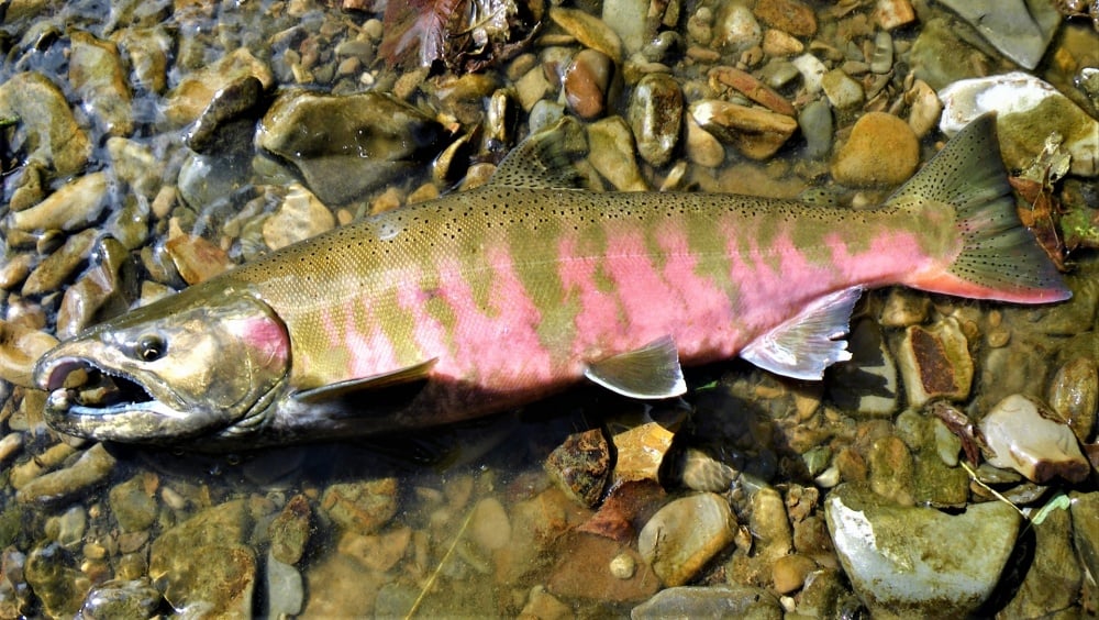 サクラマスってどんな魚？