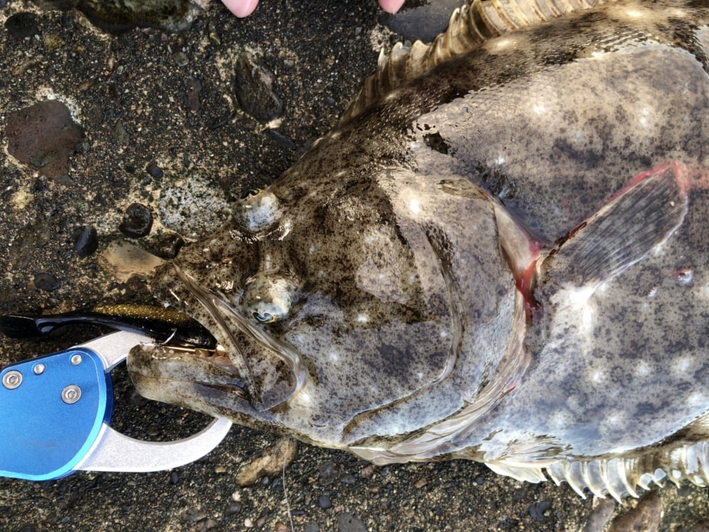 ヘビキャロは海でも使える？
