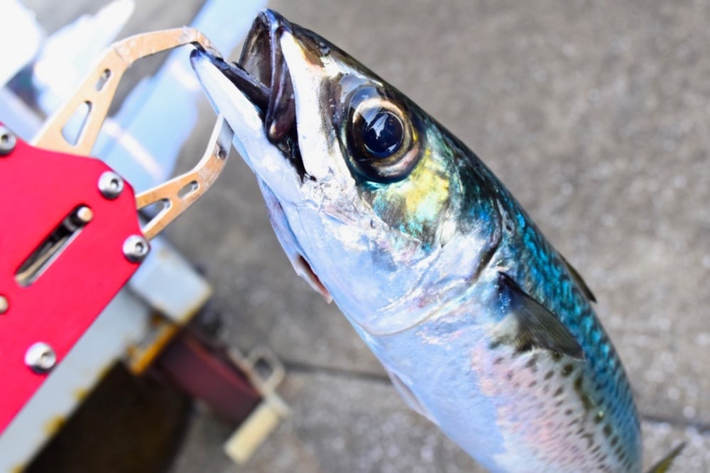 防波堤釣りはなぜ釣れる？