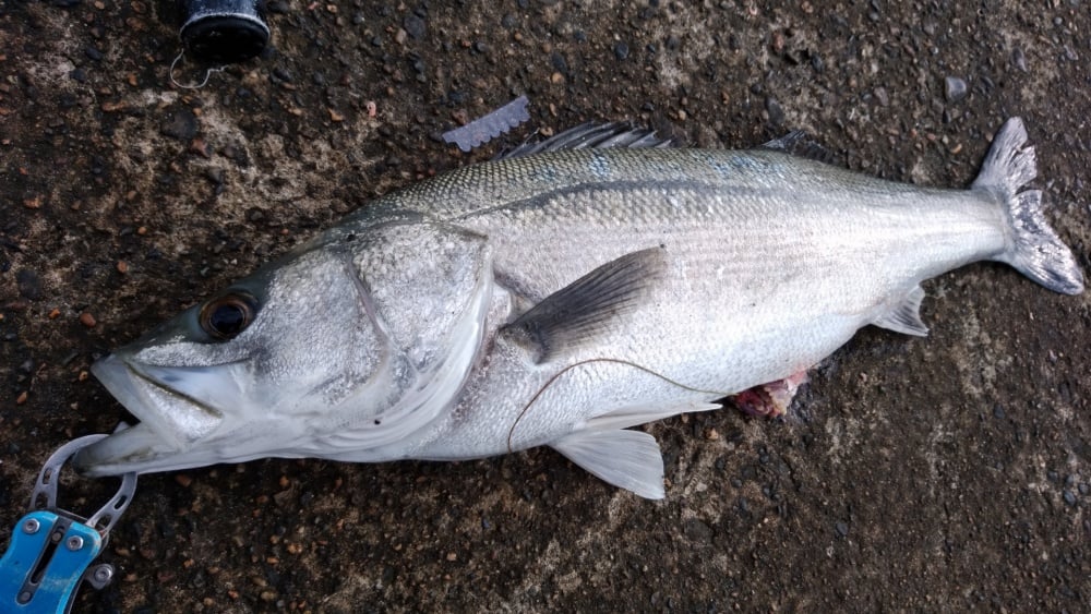 シーバスミノーの使い方とは