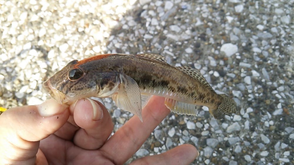 ハゼクランクの釣り方