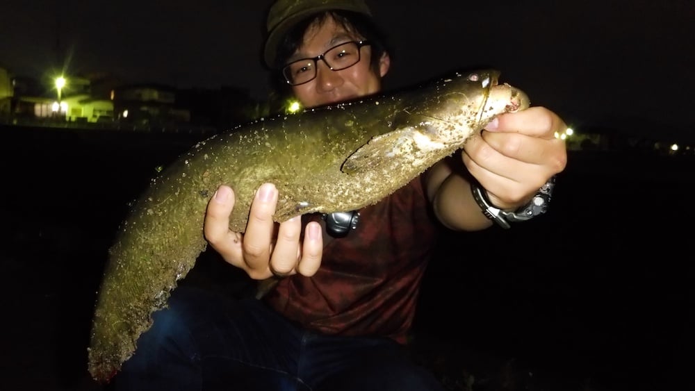 ナマズ釣りで釣果を伸ばすコツとは？