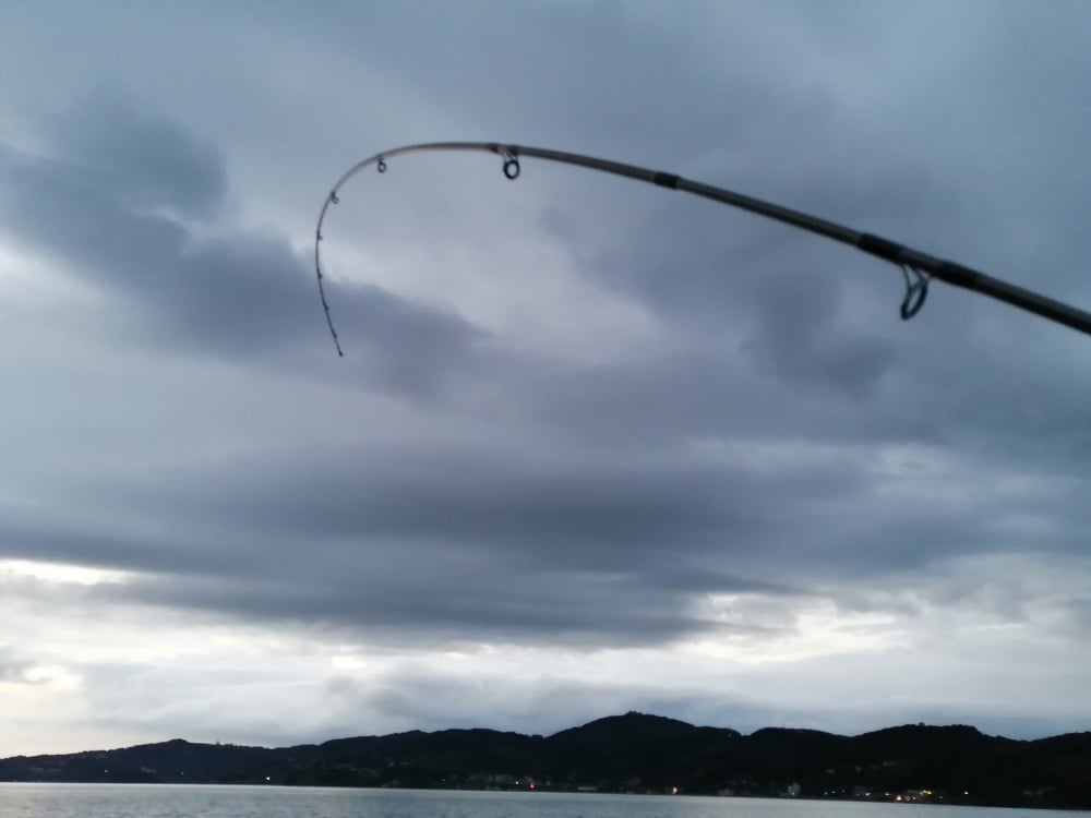ダイワのボートエギングロッドは硬さも様々