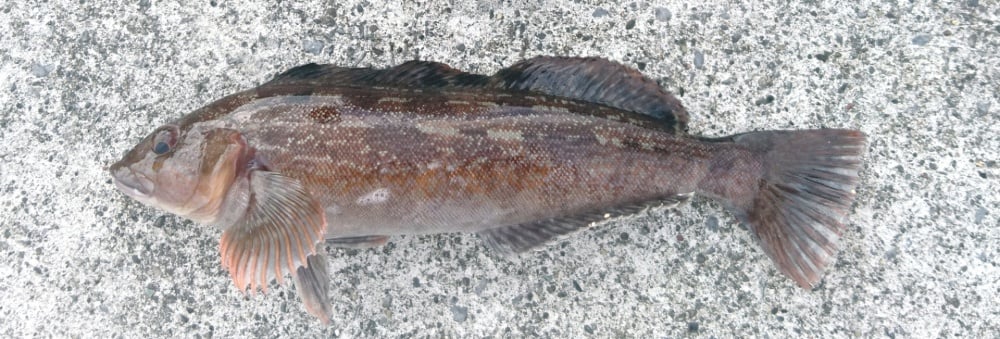 アイナメってどんな魚？