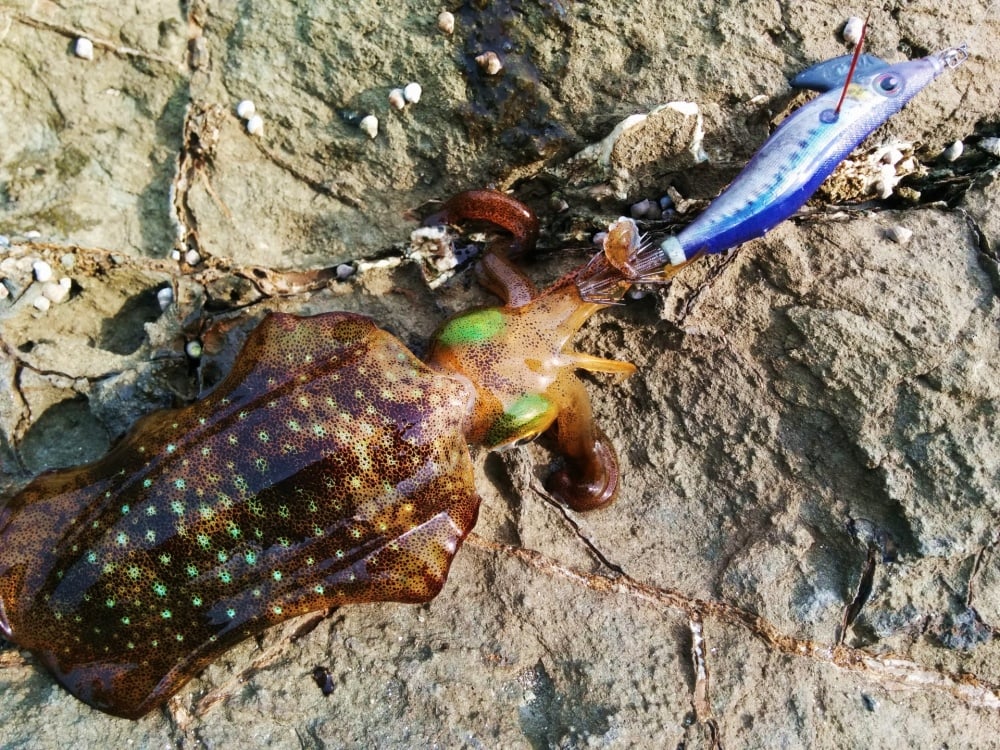 ソルパラ エギングでデカアオリ攻略