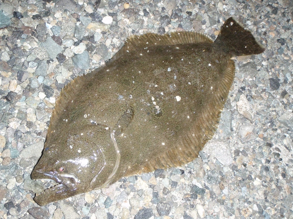 ビーチウォーカーはどんな魚種向け？