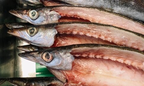 カマスの生態や特徴は?