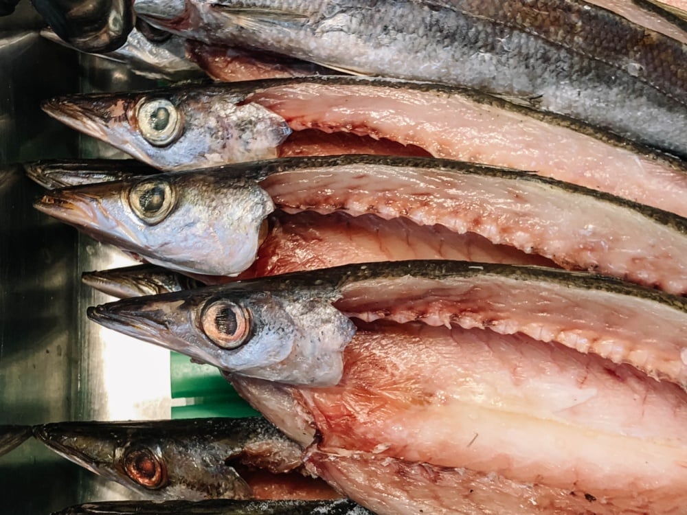 カマスの生態や特徴は？