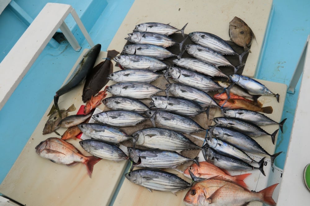 ジギングで美味しい大物をたくさん釣ろう！