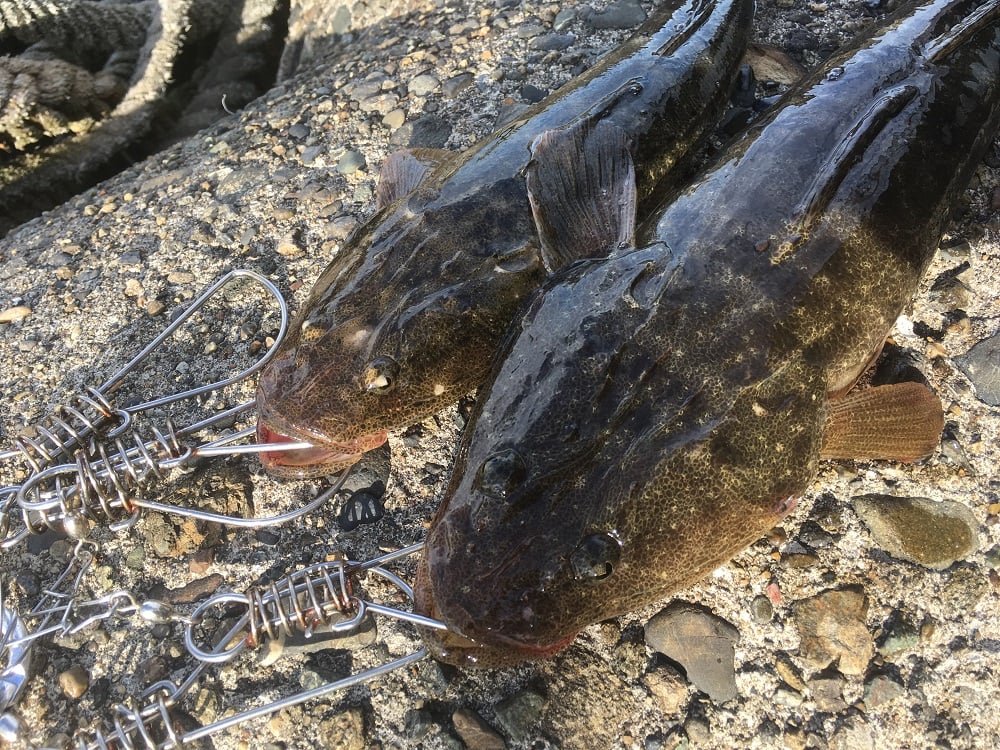 ジグパラサーフでサーフからマゴチ