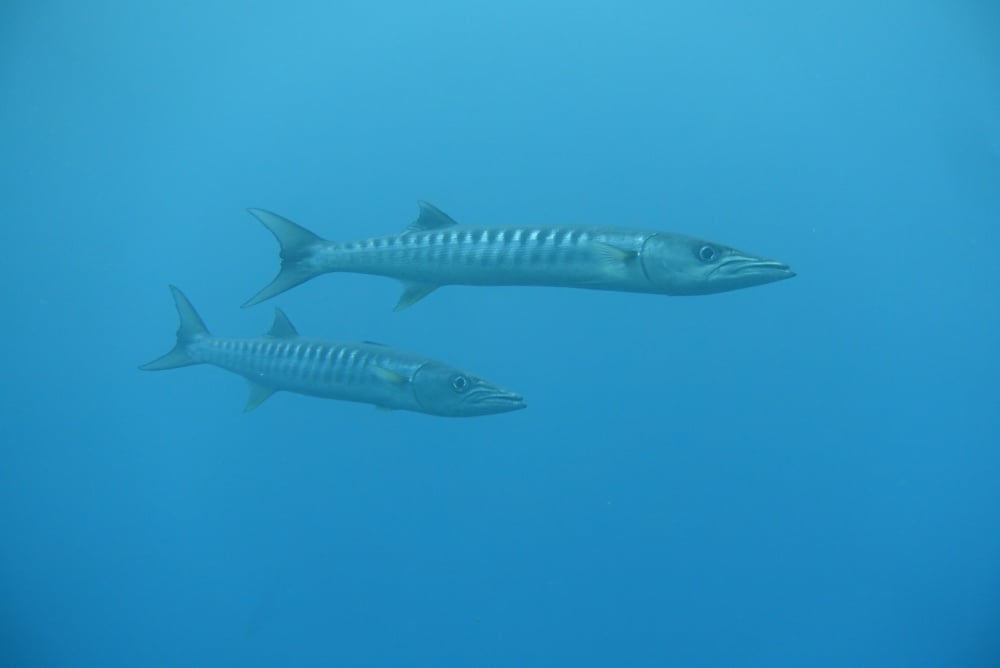バラクーダはドクカマスとも呼ばれるシガテラ毒魚