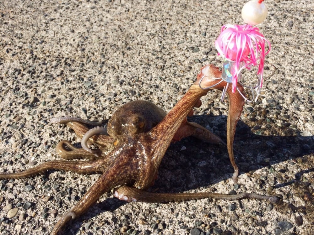 タコ釣りを楽しもう！