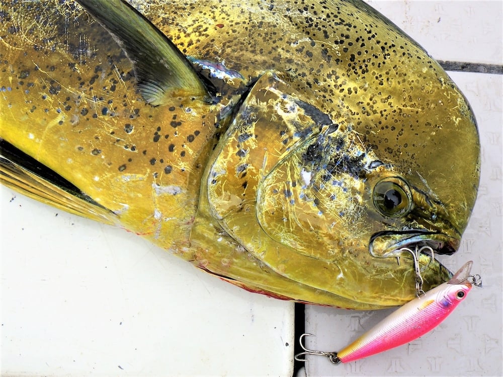 シイラは釣っても楽しい食べても美味しい大型回遊魚