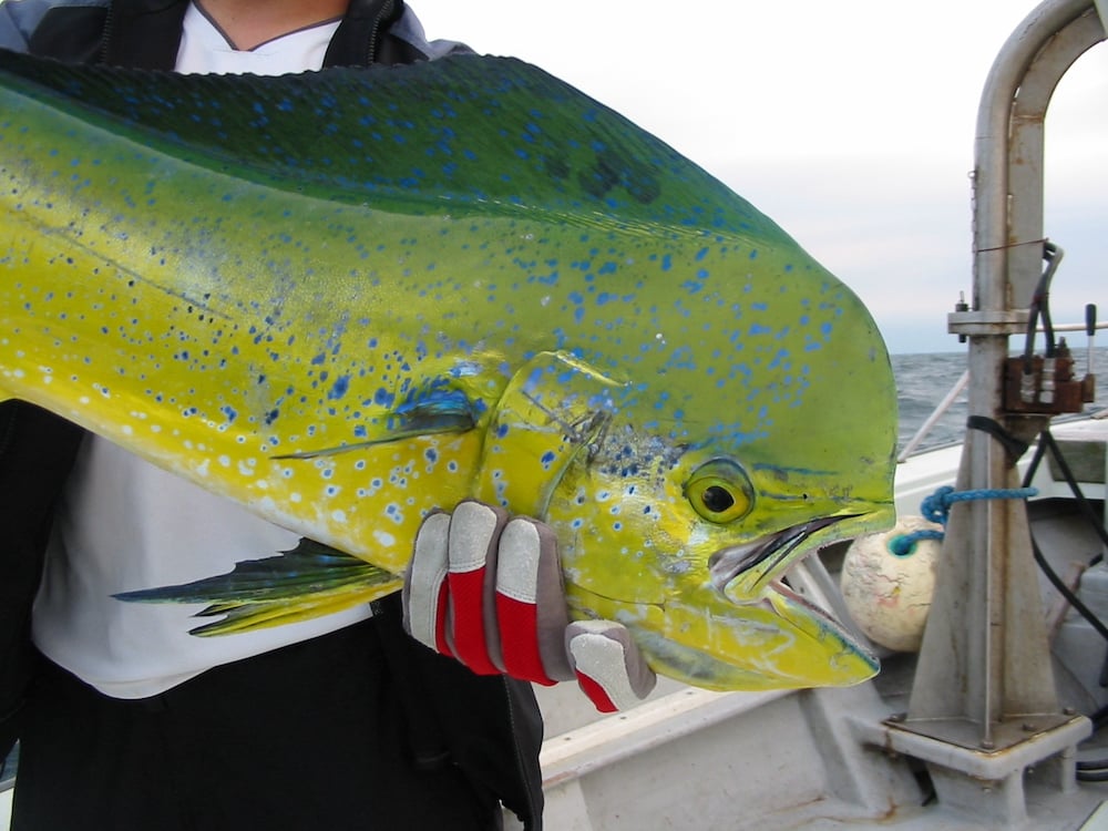 シイラは独特の形をした大型魚