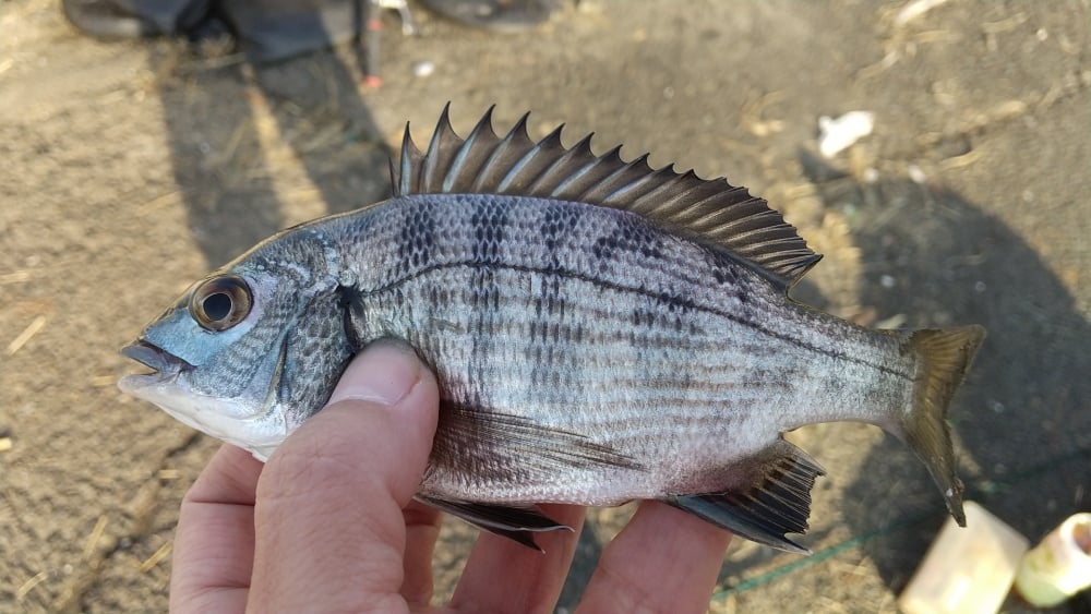 クロダイルアーはボトム系ルアーが安定