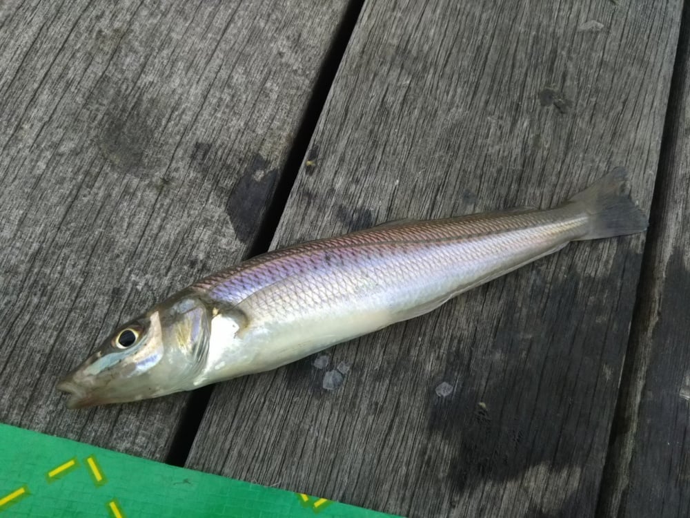 サンドワームは投げ釣りでも効果を発揮！
