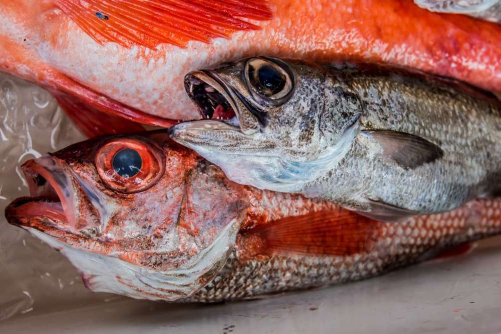 深海魚も狙えるディープジギング