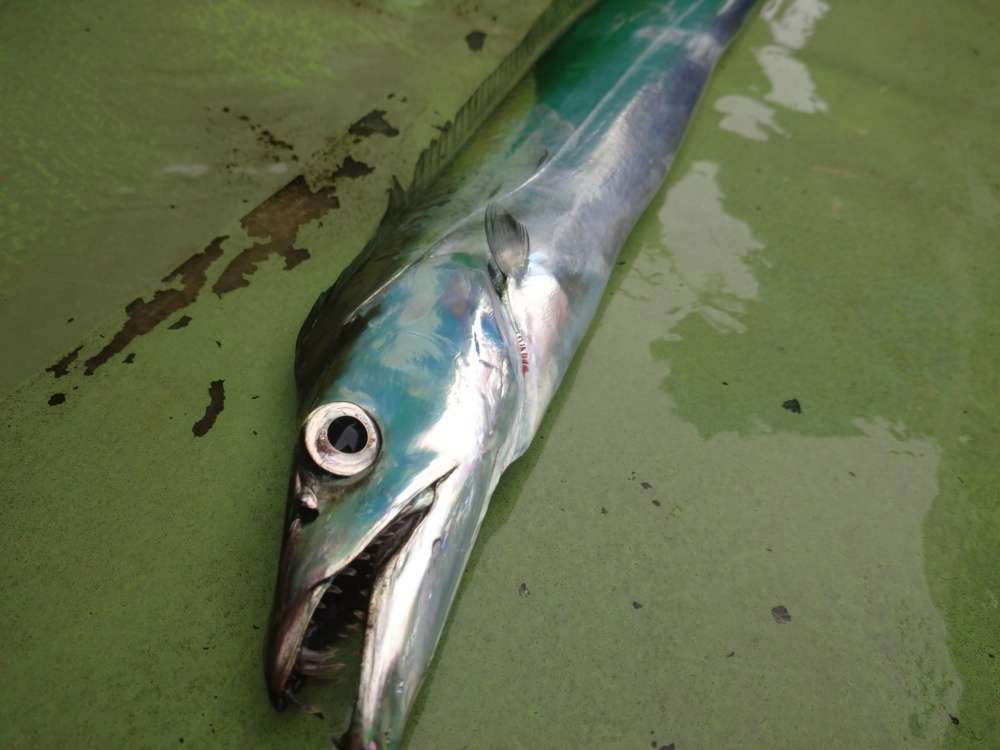 ライトジギングで狙える魚