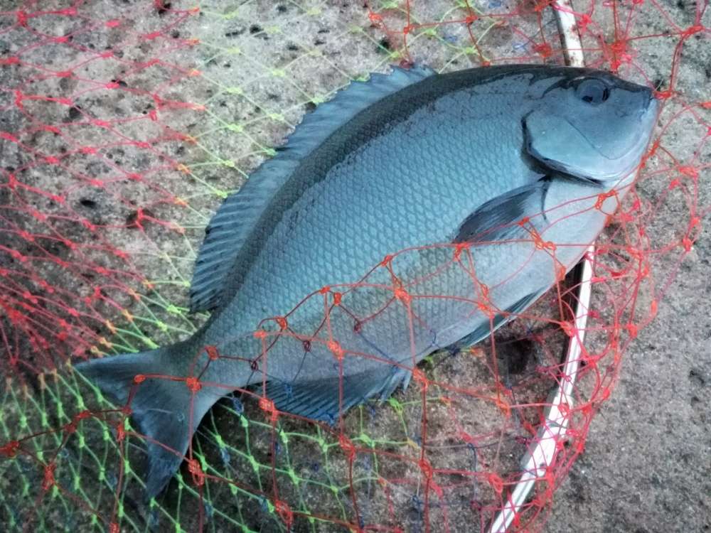 磯釣りでは長いランディングネットが必須！