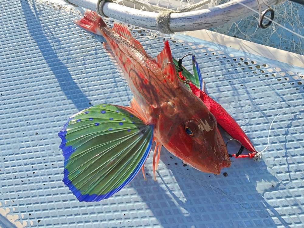 スロージギングでは根魚系がよく釣れる