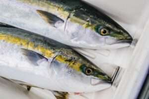 泳がせ釣りに適したロッドの特徴とは？