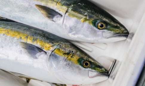 泳がせ釣りに適したロッドの特徴とは?