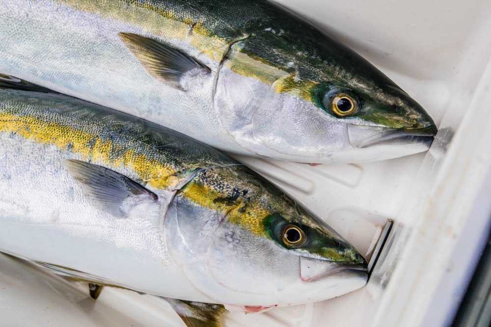 泳がせ釣りに適したロッドの特徴とは？
