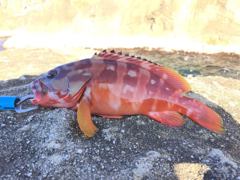 ジカリグは海でも大活躍