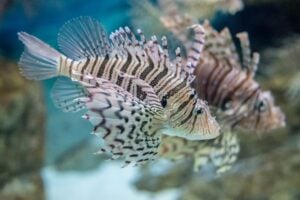 ミノカサゴの生態や見分け方を解説